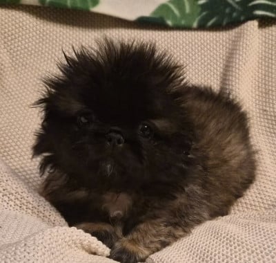 Les chiots de Pekinois