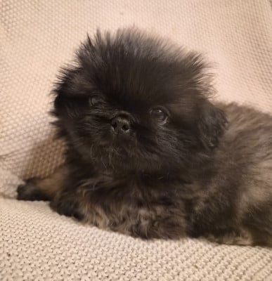Les chiots de Pekinois