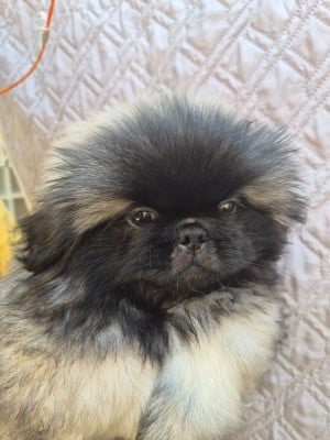 Les chiots de Pekinois