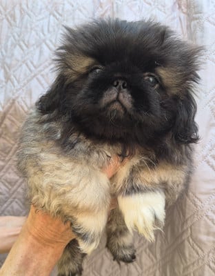 Les chiots de Pekinois