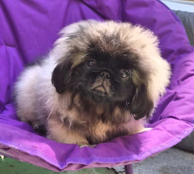 Les chiots de Pekinois