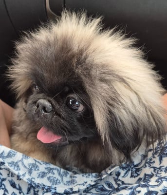 Les chiots de Pekinois