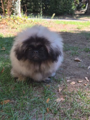 Les chiots de Pekinois