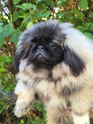 Les chiots de Pekinois