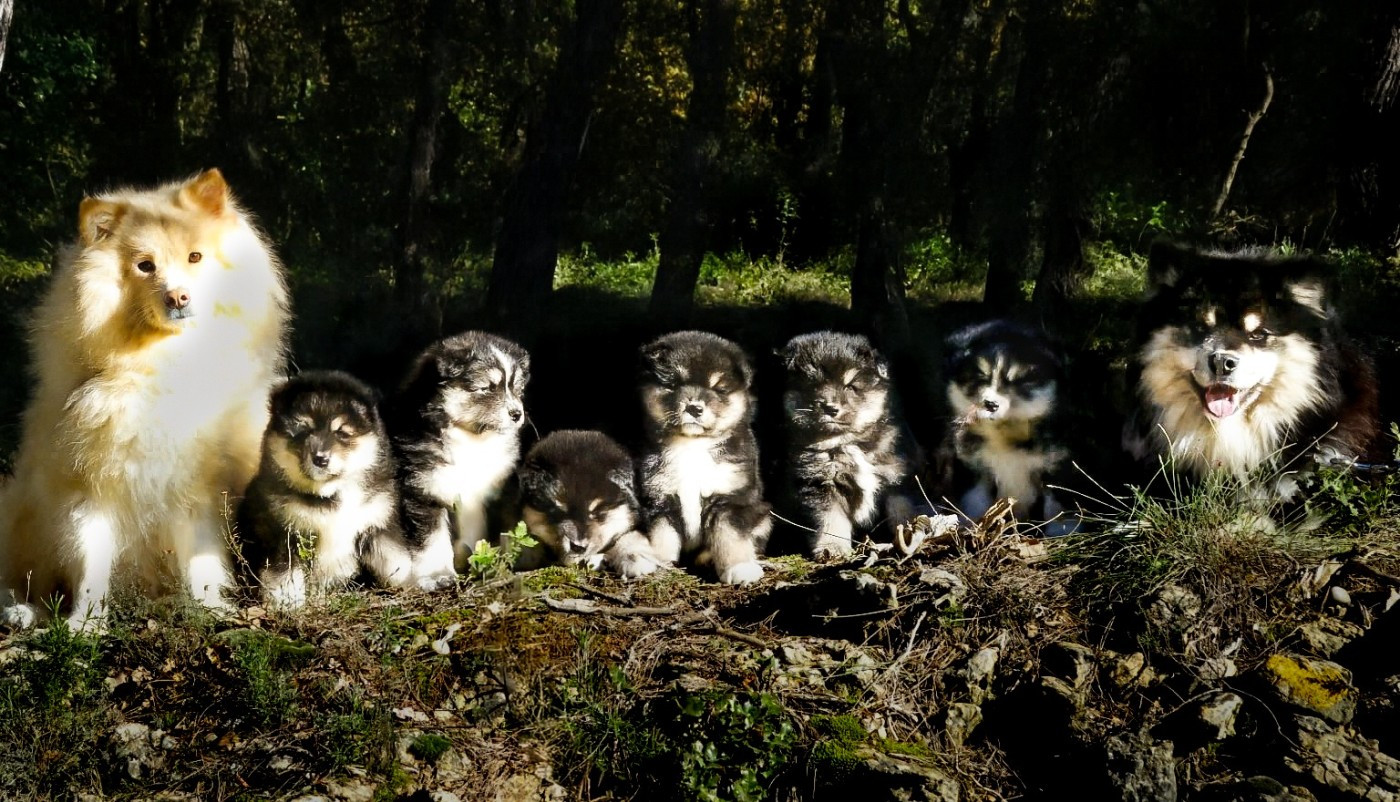 Chien finnois de Laponie - Du Temple Namasté De Benthéa