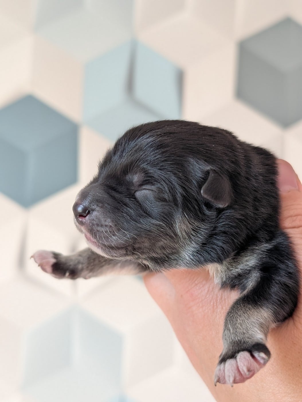 CHIOT 3 - Chien finnois de Laponie