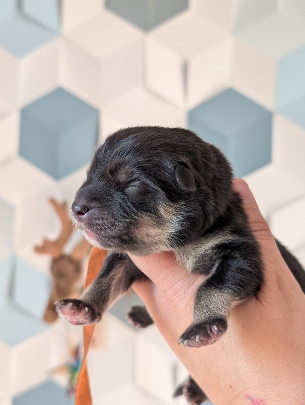 CHIOT 4 - Chien finnois de Laponie