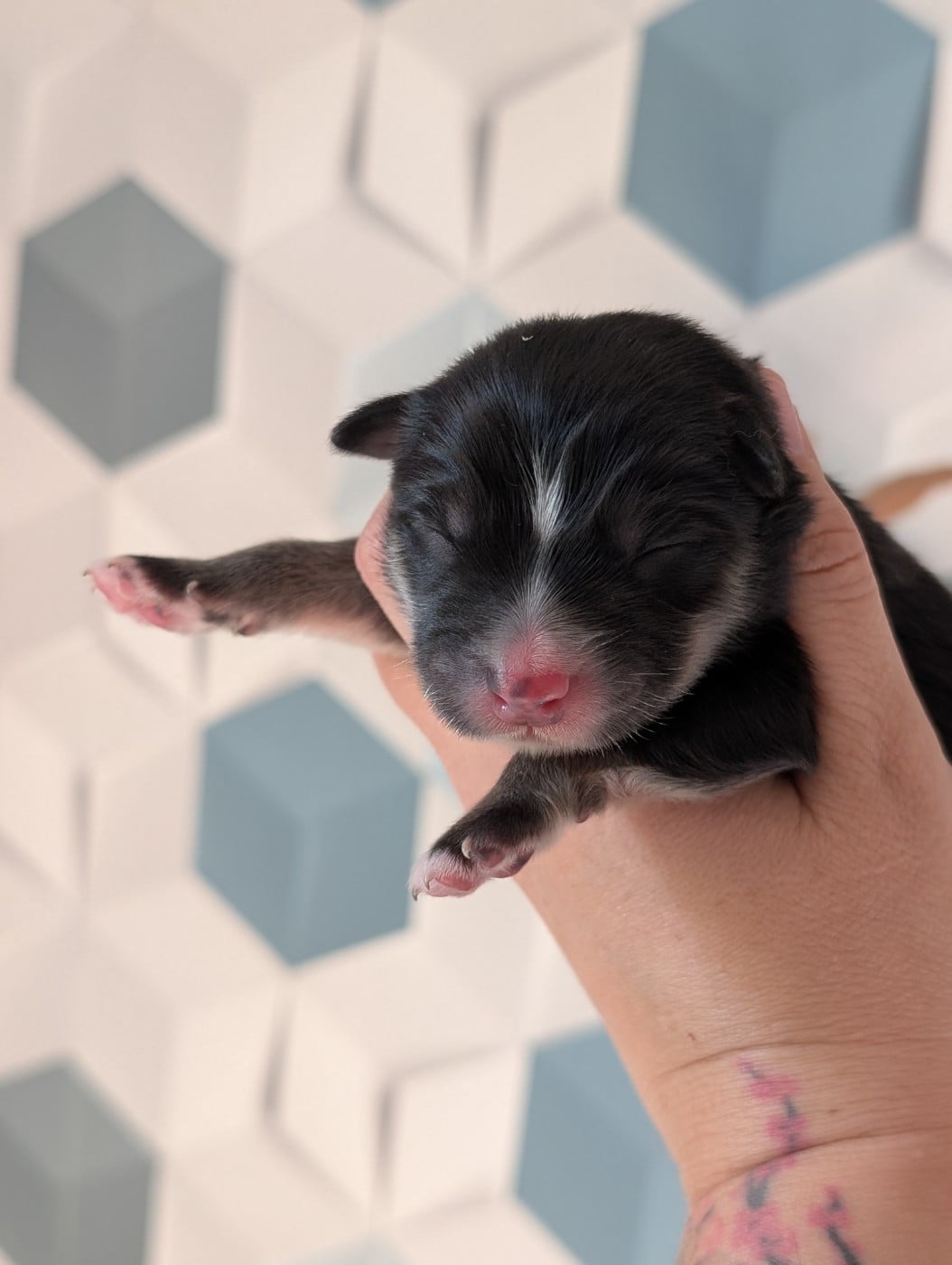 CHIOT 5 - Chien finnois de Laponie