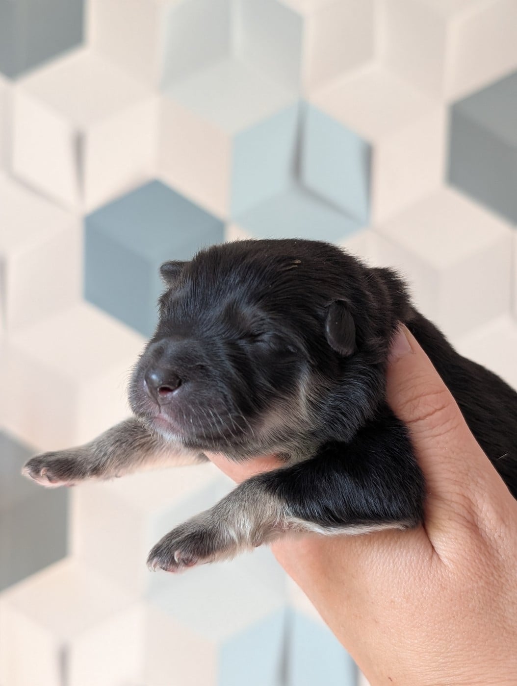 CHIOT 6 - Chien finnois de Laponie