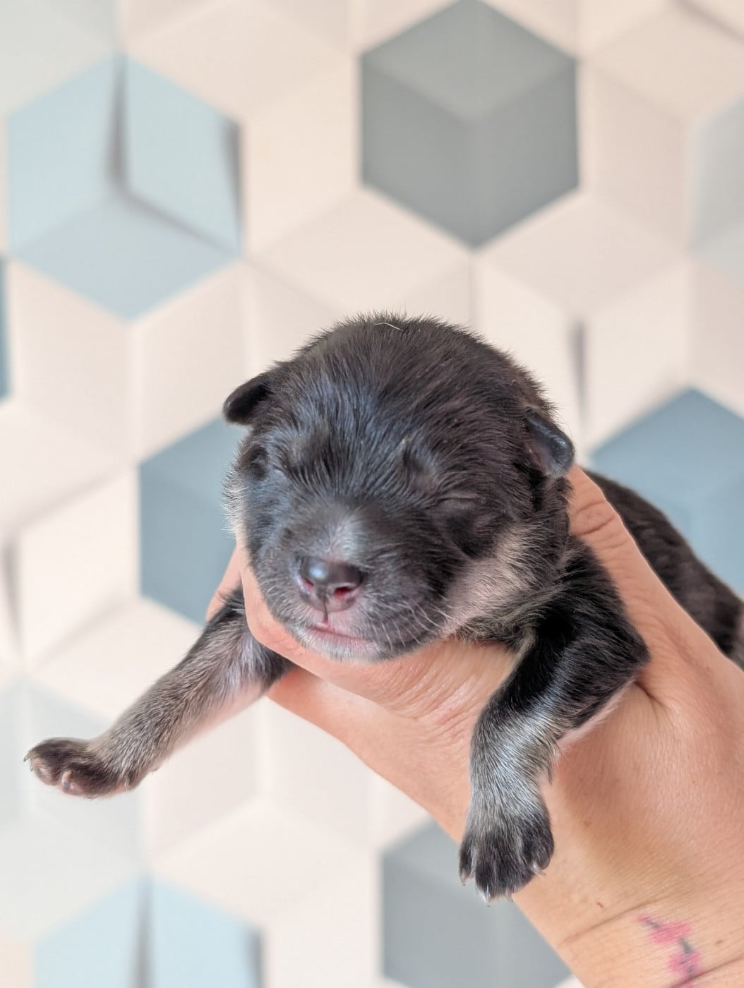 CHIOT 7 - Chien finnois de Laponie