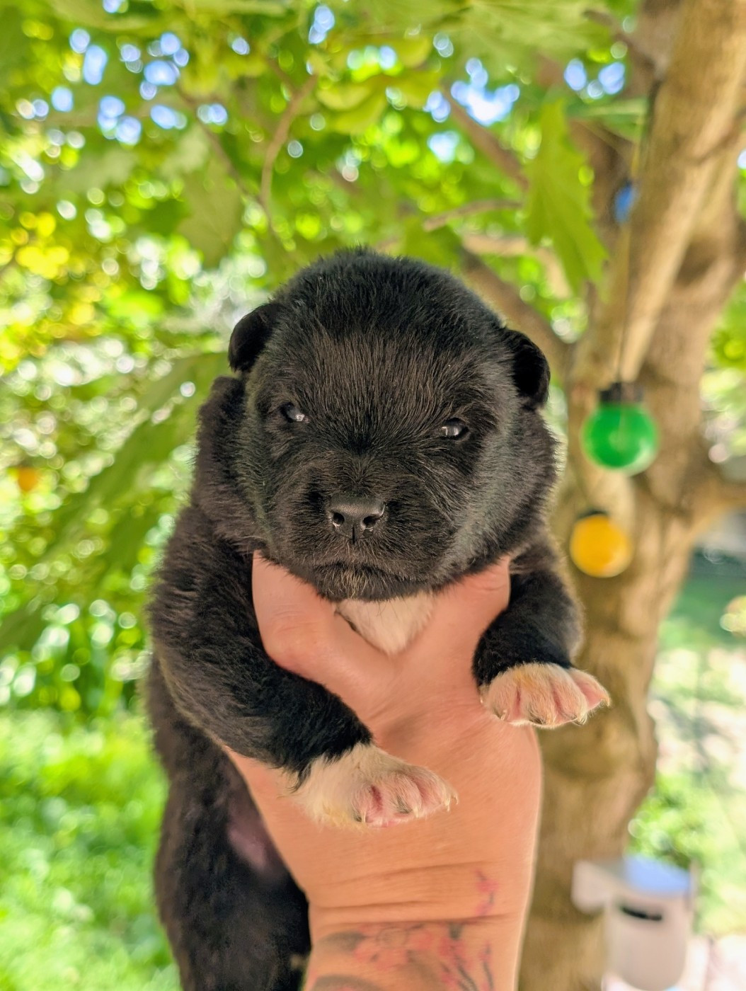 CHIOT 4 - Chien finnois de Laponie
