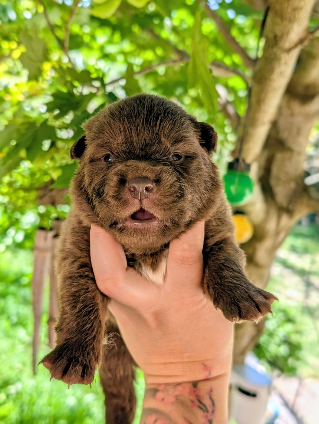 CHIOT 5 - Chien finnois de Laponie
