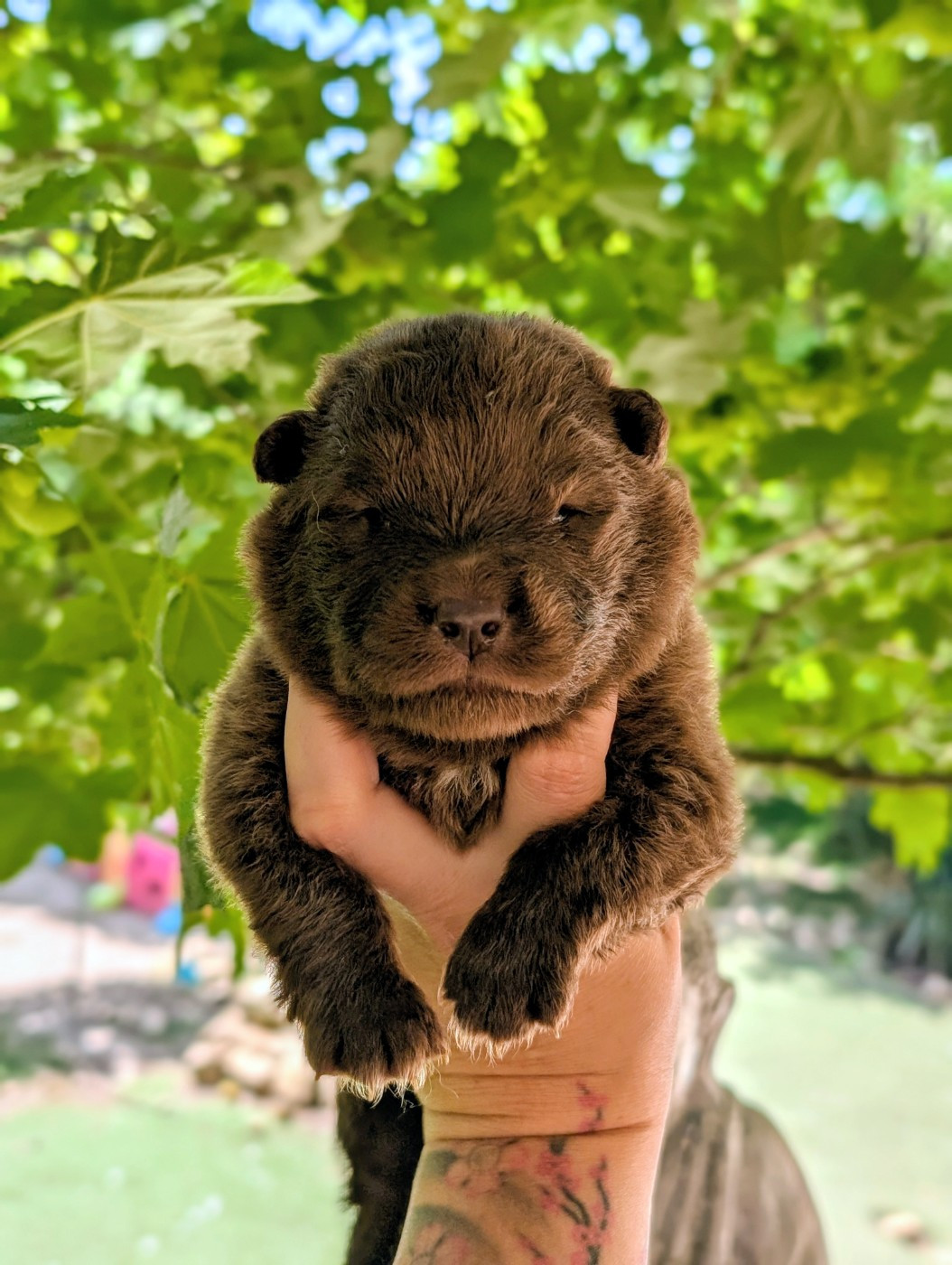 CHIOT 6 - Chien finnois de Laponie