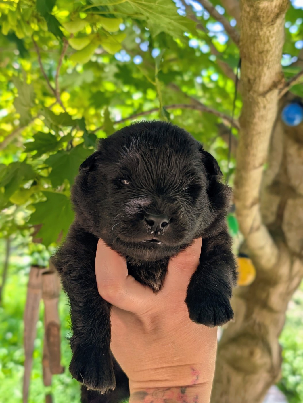 CHIOT 7 - Chien finnois de Laponie