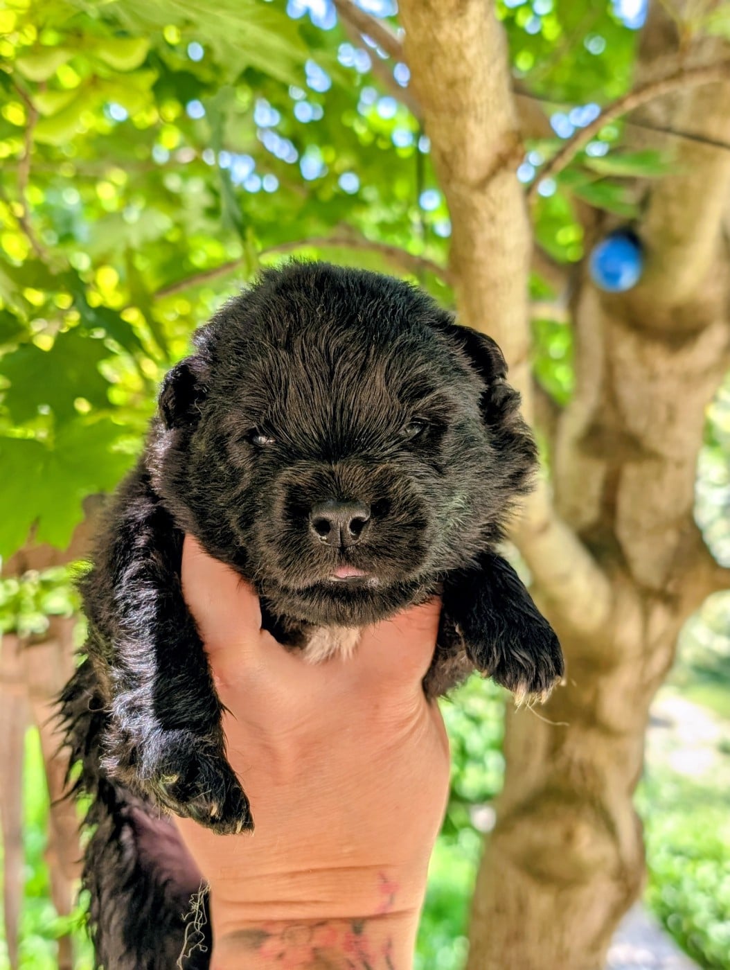 CHIOT 8 - Chien finnois de Laponie