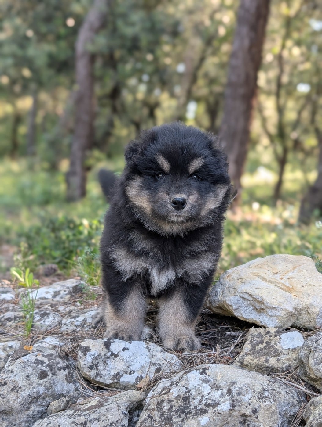 CHIOT 2