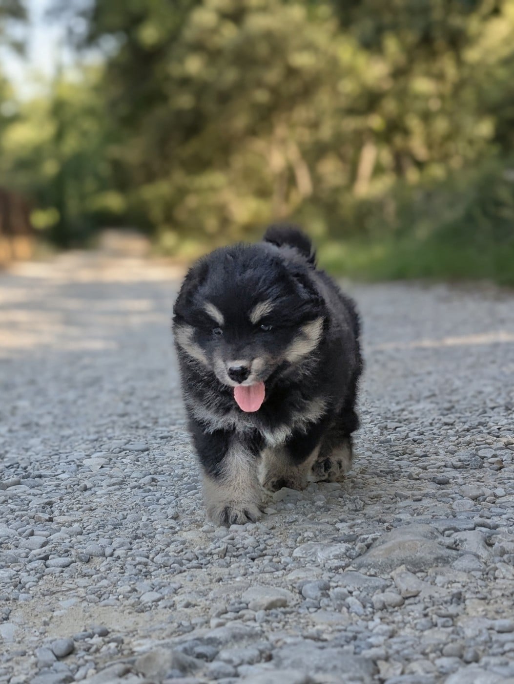CHIOT 2