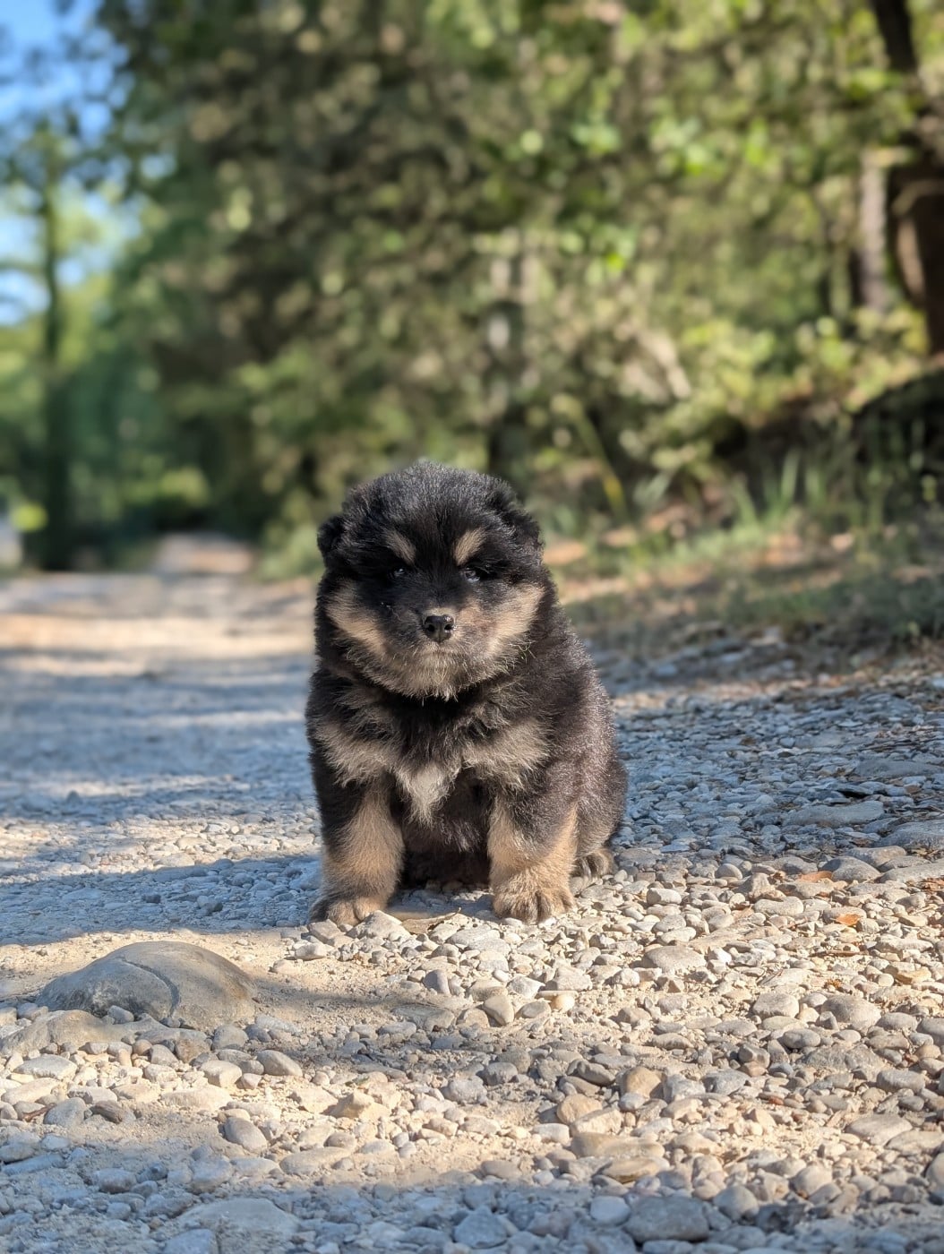 CHIOT 2