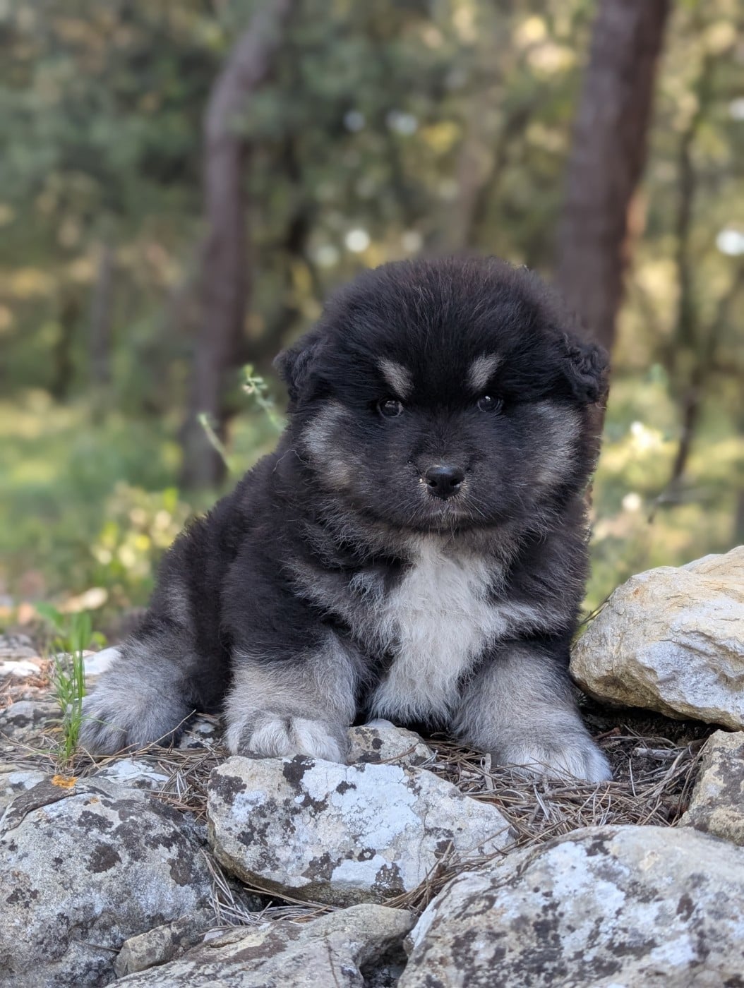CHIOT 6