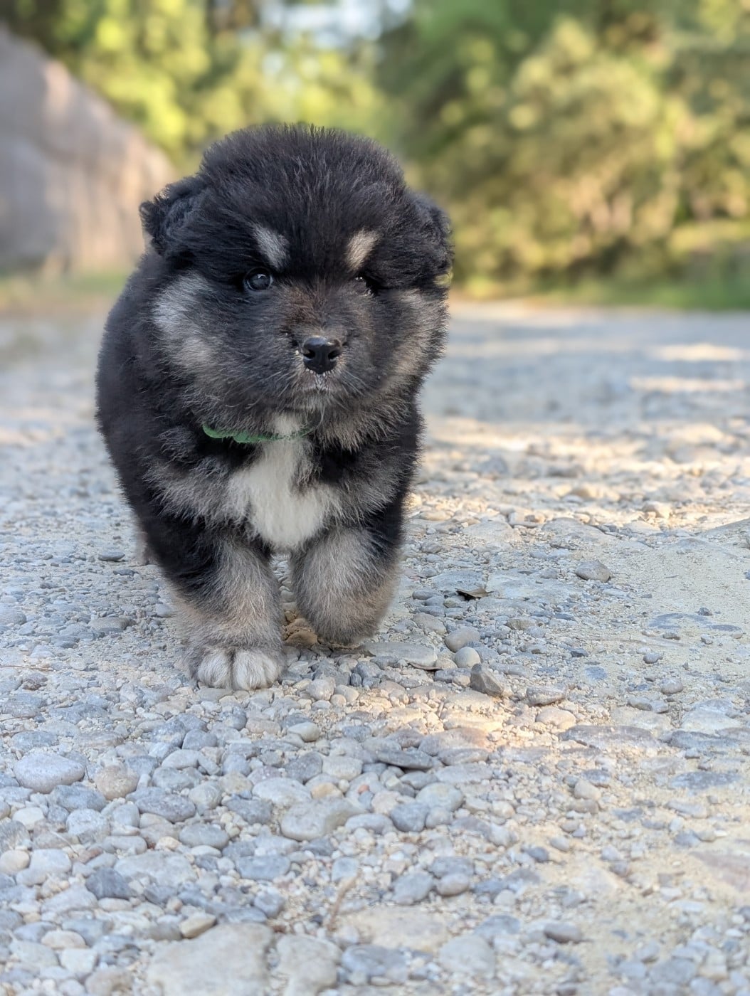 CHIOT 6
