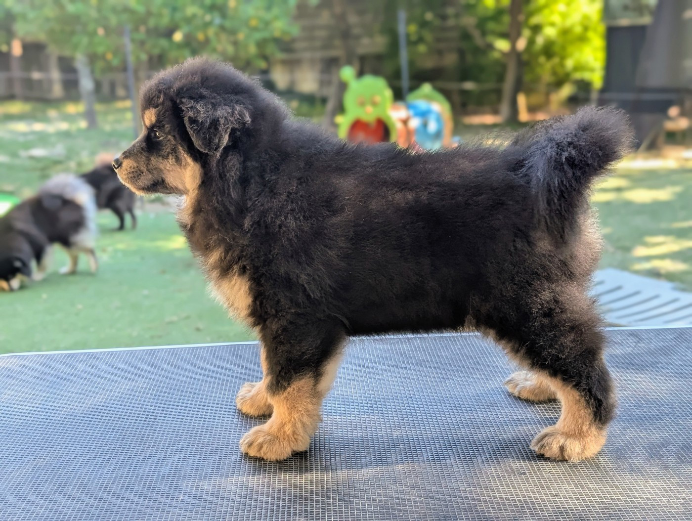 CHIOT 2