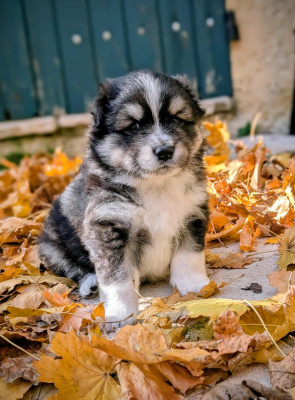 Les chiots de Chien finnois de Laponie