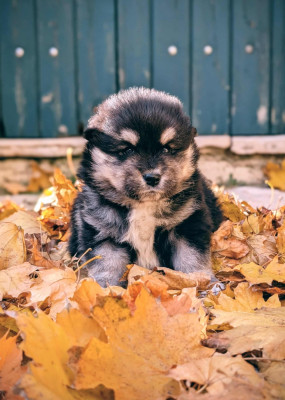 Les chiots de Chien finnois de Laponie