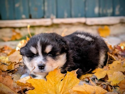 Les chiots de Chien finnois de Laponie