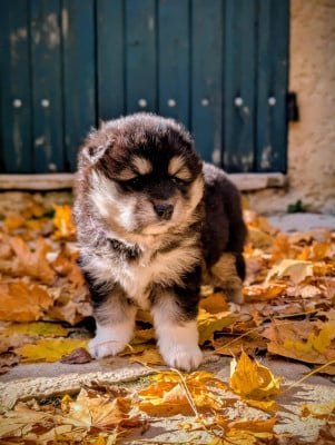 Les chiots de Chien finnois de Laponie