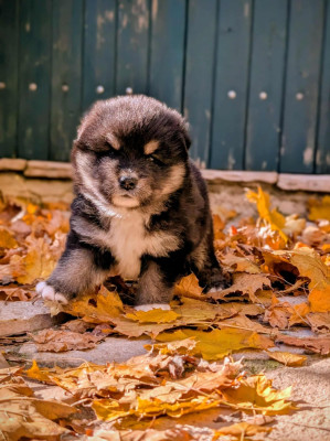 Les chiots de Chien finnois de Laponie