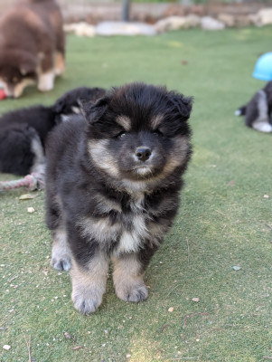 Les chiots de Chien finnois de Laponie