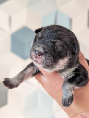 Les chiots de Chien finnois de Laponie