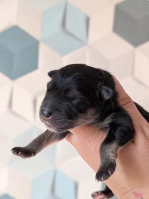 CHIOT 2 - Chien finnois de Laponie