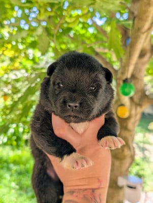 Les chiots de Chien finnois de Laponie