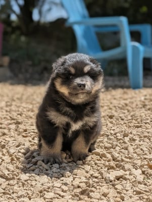 Les chiots de Chien finnois de Laponie
