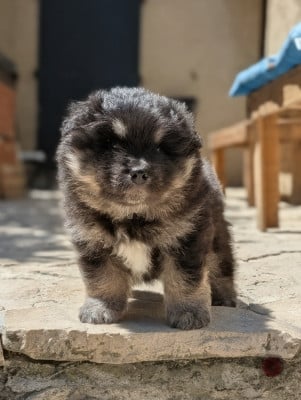 Les chiots de Chien finnois de Laponie