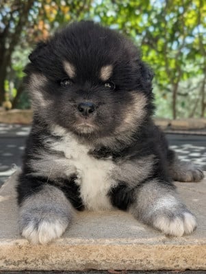 Les chiots de Chien finnois de Laponie