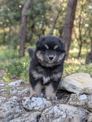 Les chiots de Chien finnois de Laponie