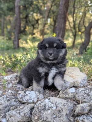 Les chiots de Chien finnois de Laponie