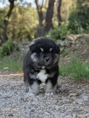 Les chiots de Chien finnois de Laponie