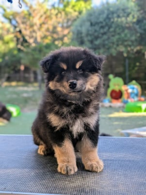 Les chiots de Chien finnois de Laponie
