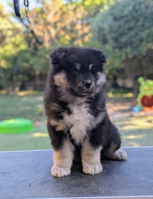 Les chiots de Chien finnois de Laponie
