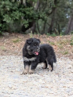 Les chiots de Chien finnois de Laponie
