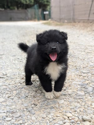 Les chiots de Chien finnois de Laponie