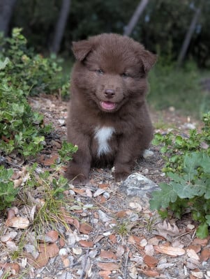 Les chiots de Chien finnois de Laponie