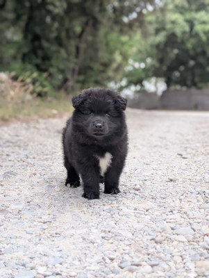 Les chiots de Chien finnois de Laponie