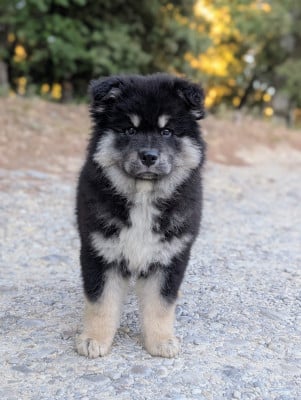 Les chiots de Chien finnois de Laponie