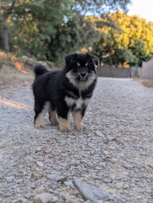 Les chiots de Chien finnois de Laponie