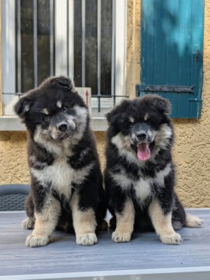Les chiots de Chien finnois de Laponie