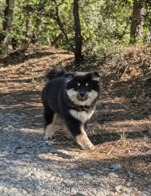 Les chiots de Chien finnois de Laponie